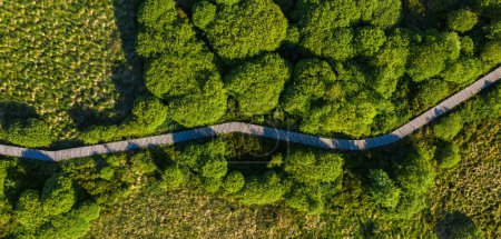 Téléchargez les photos : Sentier Boardwalk dans le Hohes Venn au parc national de l'Eifel, Drone Shot - en image libre de droit