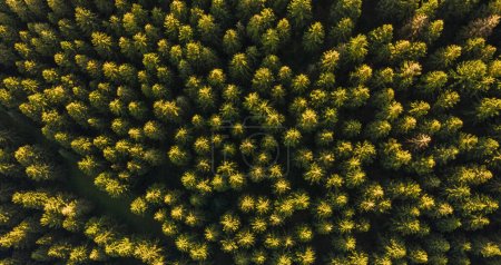 Widok z góry latem zielone drzewa w lesie - strzał drona