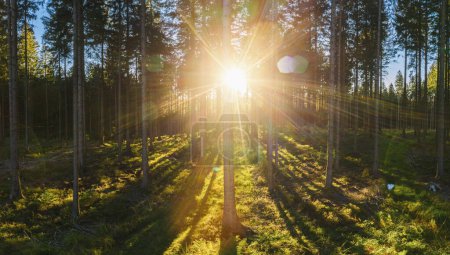 Téléchargez les photos : Forêt rétroéclairée par la lumière dorée du soleil avant le coucher du soleil panorama - plan aérien de drone - en image libre de droit