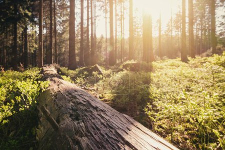 Téléchargez les photos : Forêt au printemps avec une belle lumière du soleil - en image libre de droit