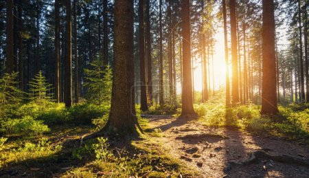 Téléchargez les photos : Sentier de randonnée dans la forêt au coucher du soleil - en image libre de droit