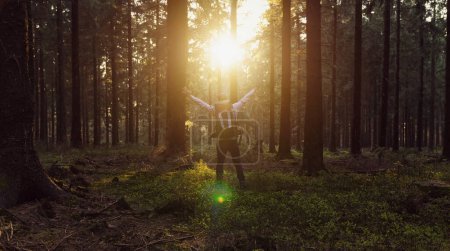 Téléchargez les photos : Heureux randonneur avec les mains levées dans l'air stand dans une forêt de pins au coucher du soleil - en image libre de droit