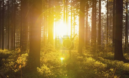 Téléchargez les photos : Heureux jeune randonneur levé les mains au coucher du soleil dans les bois - Travel Life Concept image - en image libre de droit
