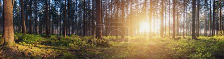 Téléchargez les photos : Panorama d'une forêt pittoresque au lever du soleil - en image libre de droit