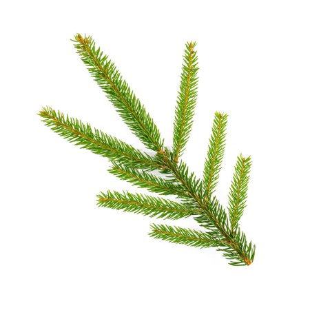 Photo for Spruce tree branch isolated on white background - Royalty Free Image