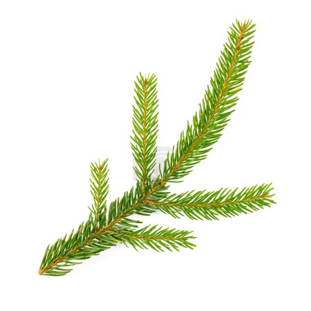 Photo for Spruce fir on white background - Royalty Free Image