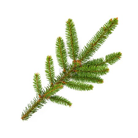 Photo for Branch of fir tree on white background - Royalty Free Image