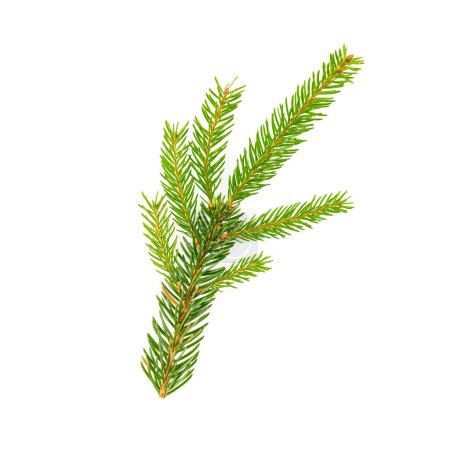 Photo for Spruce fir tree branch on white background - Royalty Free Image