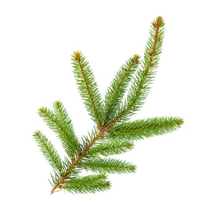 Photo for Amazing fir branch for Christmas isolated on white - Royalty Free Image