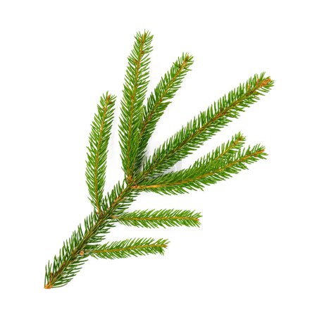 Photo for Fir branch for Christmas isolated on white background - Royalty Free Image