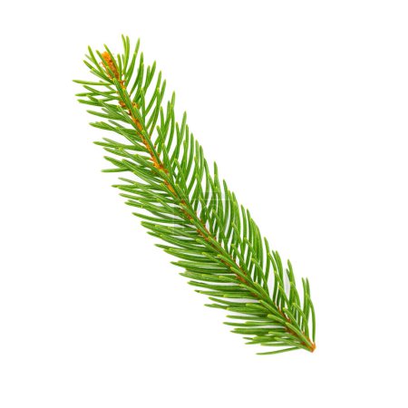Photo for Fir tree branch on white background - Royalty Free Image