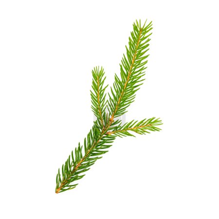 Photo for Spruce fir tree branch isolated on white background - Royalty Free Image