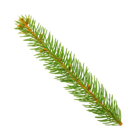 Photo for Pine branch isolated on white background - Royalty Free Image