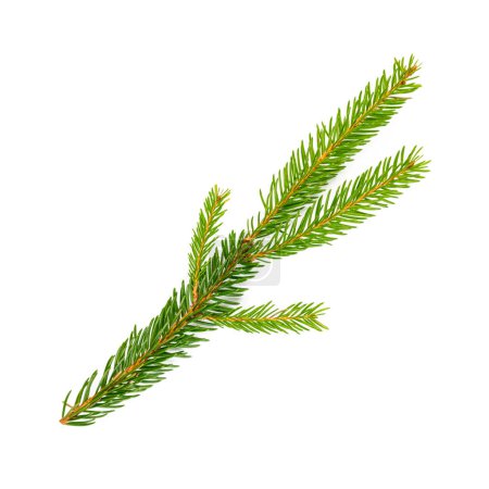 Photo for Fir tree branch isolated on white background - Royalty Free Image