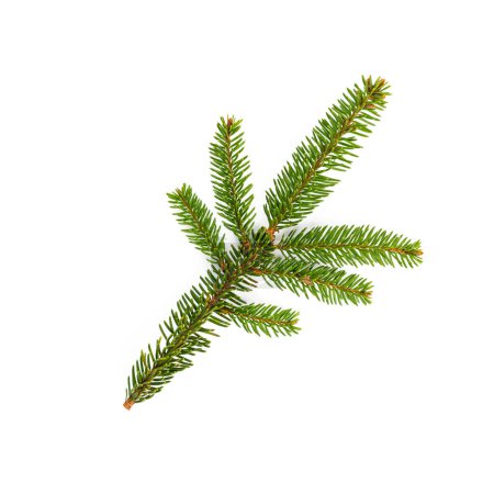 Photo for Green fir tree branch on the white - Royalty Free Image