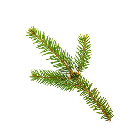 Photo for Branch of fir tree on white background - Royalty Free Image