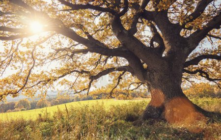 Photo for Old oak tree at autumn - Royalty Free Image