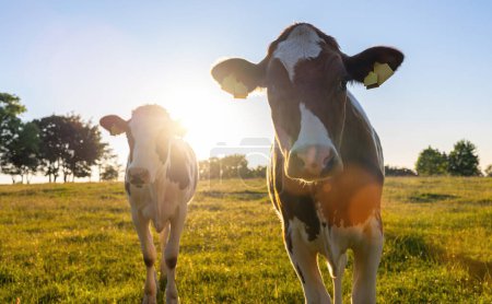 Téléchargez les photos : Vaches dans le champ, une vache regardant la caméra pendant le coucher du soleil en Autriche - en image libre de droit