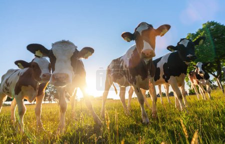 Foto de Vacas pastando en el patio de la granja al atardecer. Ganado blanco y negro y marrón comiendo y caminando al aire libre. - Imagen libre de derechos