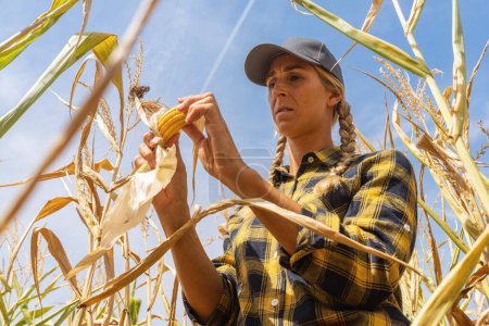 Photo for Female agronomist examines corn cobs after a terrible drought on agricultural land. Female farmer in a corn field on a sunny day. - Royalty Free Image