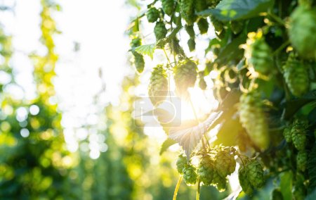 Photo for Green fresh hop cones for making beer and bread closeup, bokeh background with copy space an sunlight. Hops field in Bavaria Germany. - Royalty Free Image