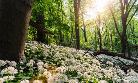 Photo for Wild garlic field in a beech forest with bright sunlight - Royalty Free Image