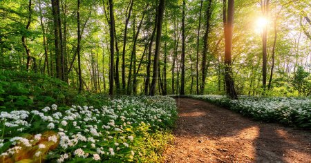 Téléchargez les photos : Chemin des bois avec ail sauvage en pleine floraison dans une forêt - en image libre de droit