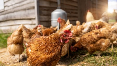 Téléchargez les photos : Poulets rouges dans une ferme en Allemagne. Poules dans une ferme de plein air. Poulets marchant dans la cour de la ferme avec distributeur d'eau - en image libre de droit