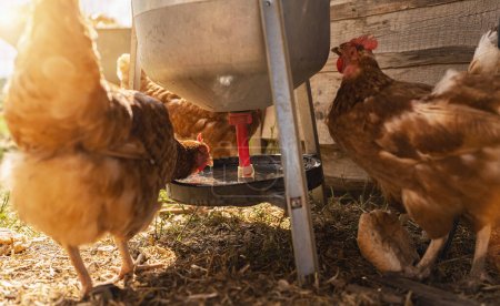 Téléchargez les photos : Poulets buvant dans un distributeur d'eau dans une ferme. Poules dans une ferme de plein air. Poulets marchant dans la cour de la ferme. - en image libre de droit