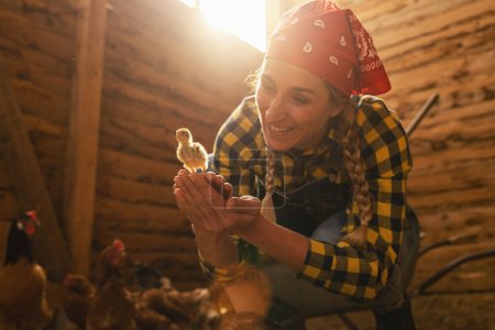 Photo for Happy chicken farmer woman showing a young small chicken in her hands in a henhouse - Royalty Free Image