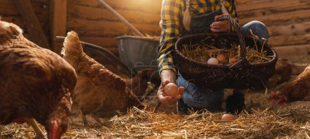 Photo for Famer woman grabs organic eggs from her hens in basket at a henhouse - Royalty Free Image