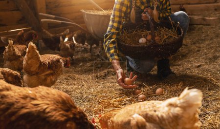 Photo for Famer woman putting organic eggs from her hens in basket - Royalty Free Image