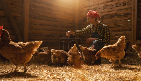 Photo for Chicken farmer woman feeds her chickens in a henhouse - Royalty Free Image