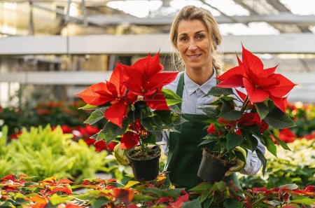 Young woman as a nursery trainee holding poinsettia flowers delivery in the garden center