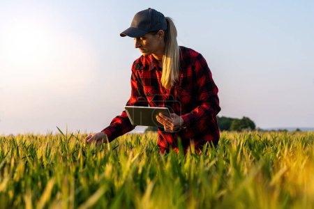 Bäuerin untersucht Getreidefeld und macht Kontrolle mit Tablette. Smart Farming und digitales Landwirtschaftskonzept