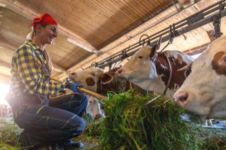 Foto de Alegre granjero en cuclillas mientras alimenta pasto a vacas dentro de un granero - Imagen libre de derechos