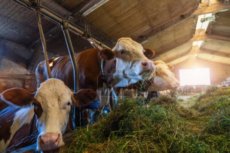 Photo for Cows in a row exploited for milk production confined to a barn on a farm, many cows tied with chains. Intensive animal farming or industrial livestock production, factory farming - Royalty Free Image