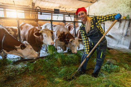 Foto de Granjera feliz con horquilla alimentando vacas en un granero soleado - Imagen libre de derechos