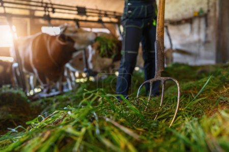 Photo for Low angle view of a pitchfork with fresh grass in a barn with cows and farmer - Royalty Free Image
