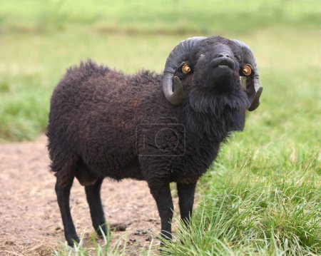 Photo for Brown male ouessant sheep flehming - Royalty Free Image