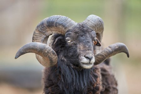 Close up portrait of horned black ouessant sheep ram