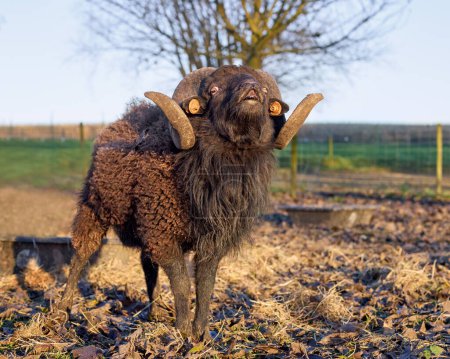 Photo for Flehmen response on brown male ouessant sheep - Royalty Free Image