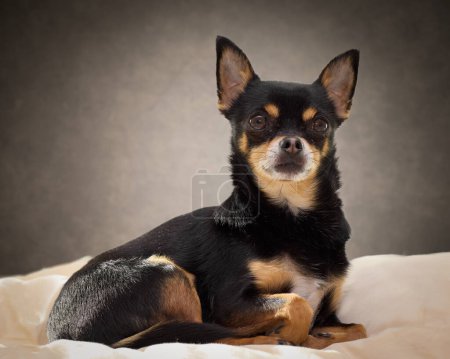 Photo for Studio portrait of black chihuahua - Royalty Free Image