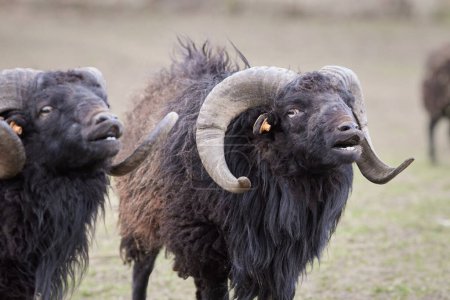Photo for Two male black ouessant sheep with Flehmen response - Royalty Free Image