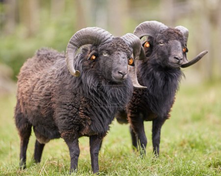 Two brown male ouessant sheep next to each other