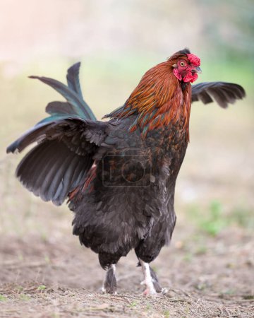 Red brown rooster spreads wings free in garden