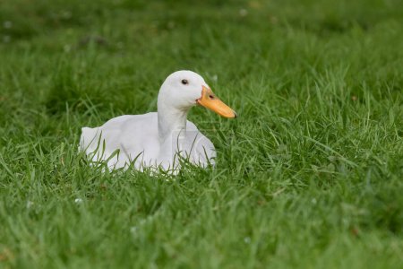 White Indian runner duck lays in grass
