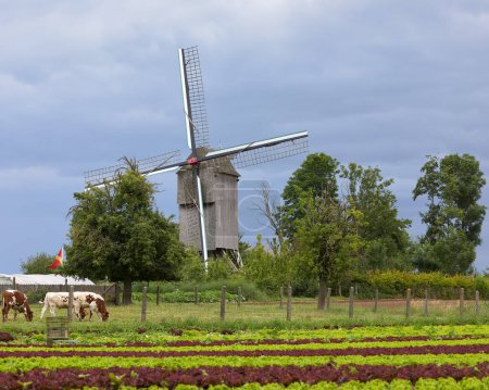 Téléchargez les photos : Ancien moulin à vent vintage à la campagne yougoslave Flandre Belgique - en image libre de droit