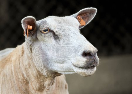 Close up portrait of head of white Flemish sheep
