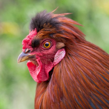 Close up portrait of a rooster